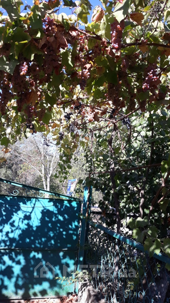 Фото будинку, смт Затока, вул. Морська 21 (13076-11)