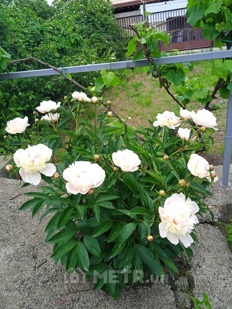 Фото дачи, пгт Великодолинское, СК Солнечный, ул. Солнечная 18 (21744-1)