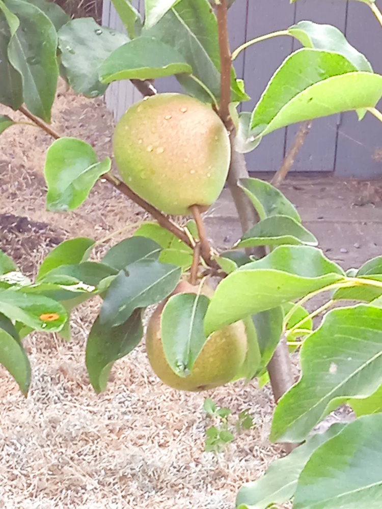 Фото дачи, пгт Великодолинское, СК Солнечный, ул. Солнечная 18 (21744-3)