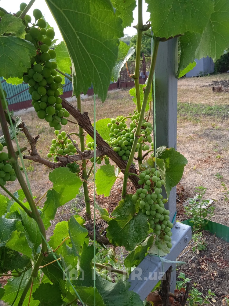 Фото дачи, пгт Великодолинское, СК Солнечный, ул. Солнечная 18 (21744-4)