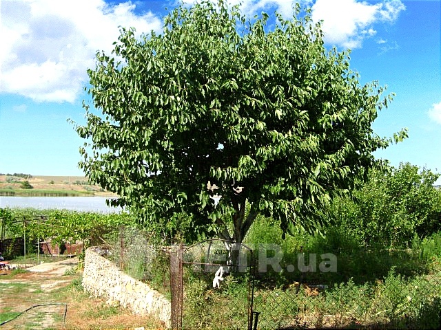 Фото дома, г. Одесса, Александровка, ул. Береговая (22780-13)